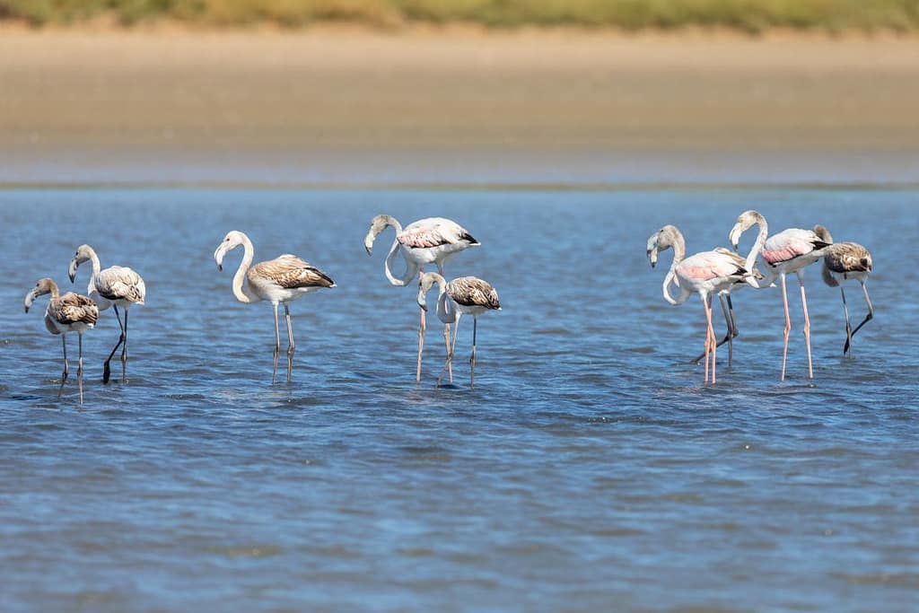 Phoenicopterus roseus, Flamingo