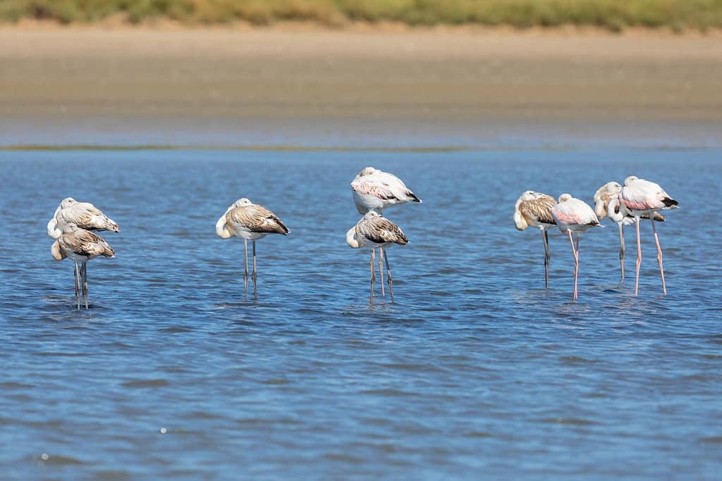 Phoenicopterus roseus, Flamingo