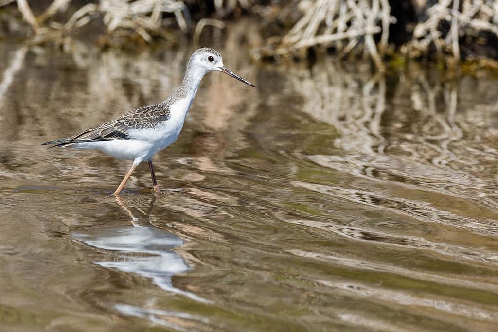 Himantopus himantopus, Steltkluut, juviniel