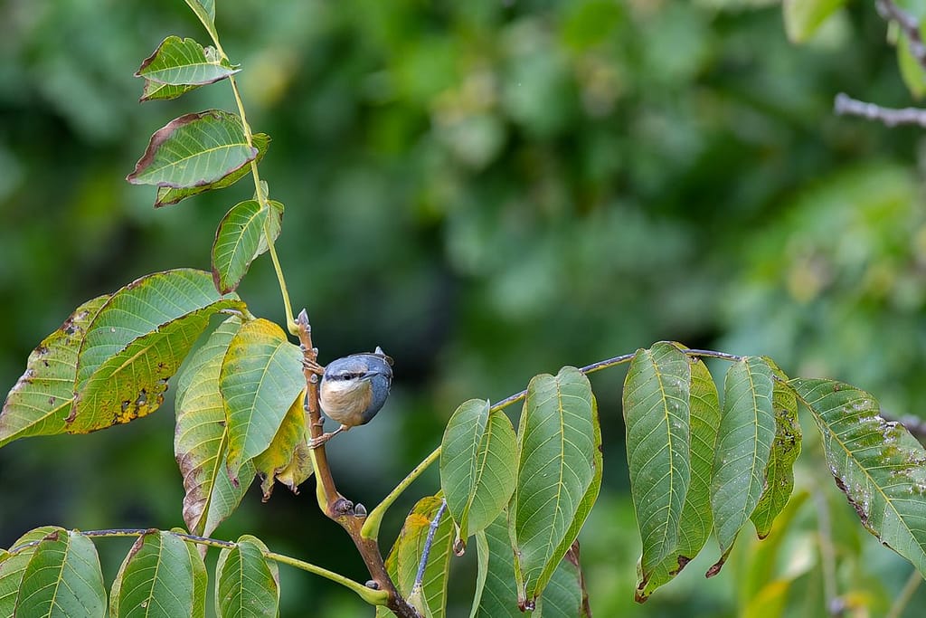 Sitta europaea, Boomklever