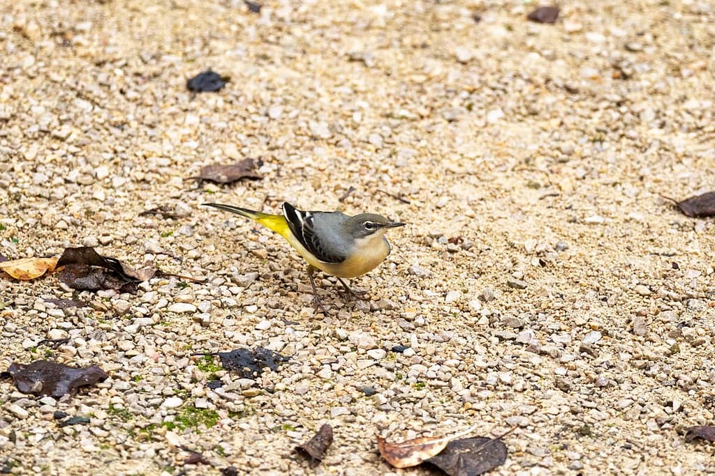 Motacilla Wava, Gele kwikstaart