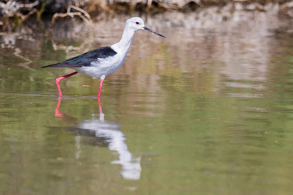 Himantopus himantopus, Steltkluut