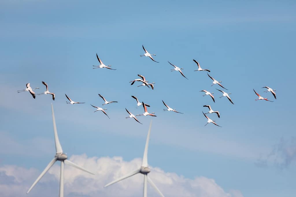 Phoenicopterus roseus, Flamingo