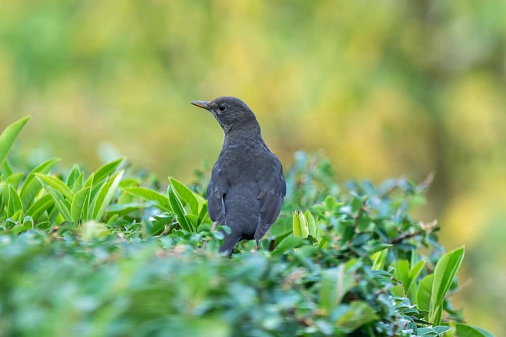 Turdus merula, Merel