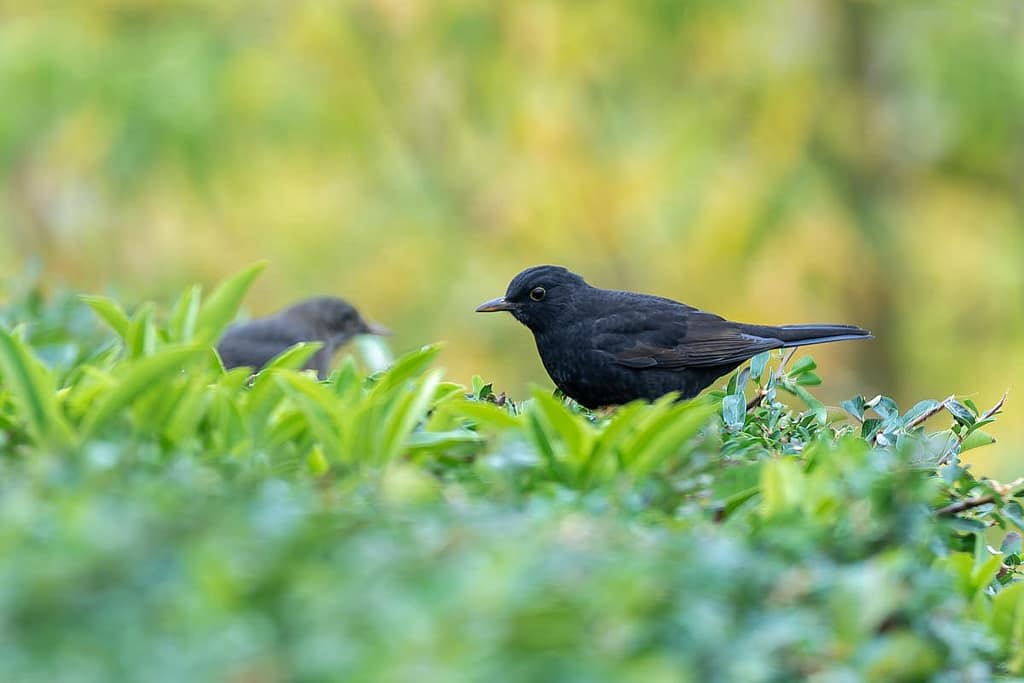Turdus merula, Merel