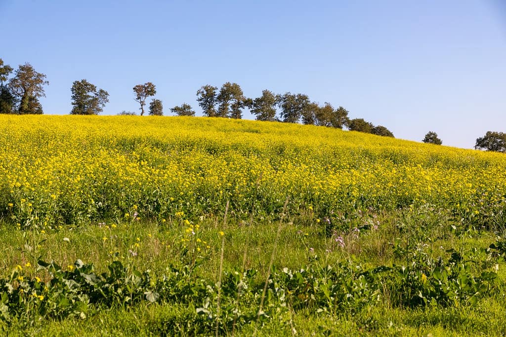 Koolzaadveld in oktober