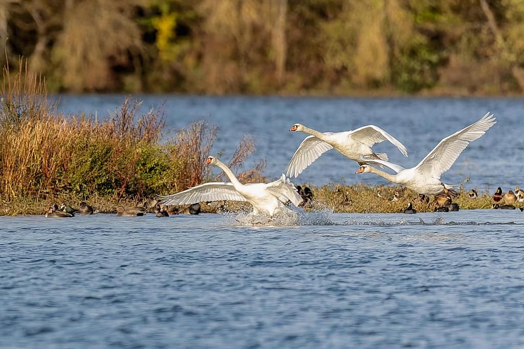 Cygnus olor, Knobbelzwanen