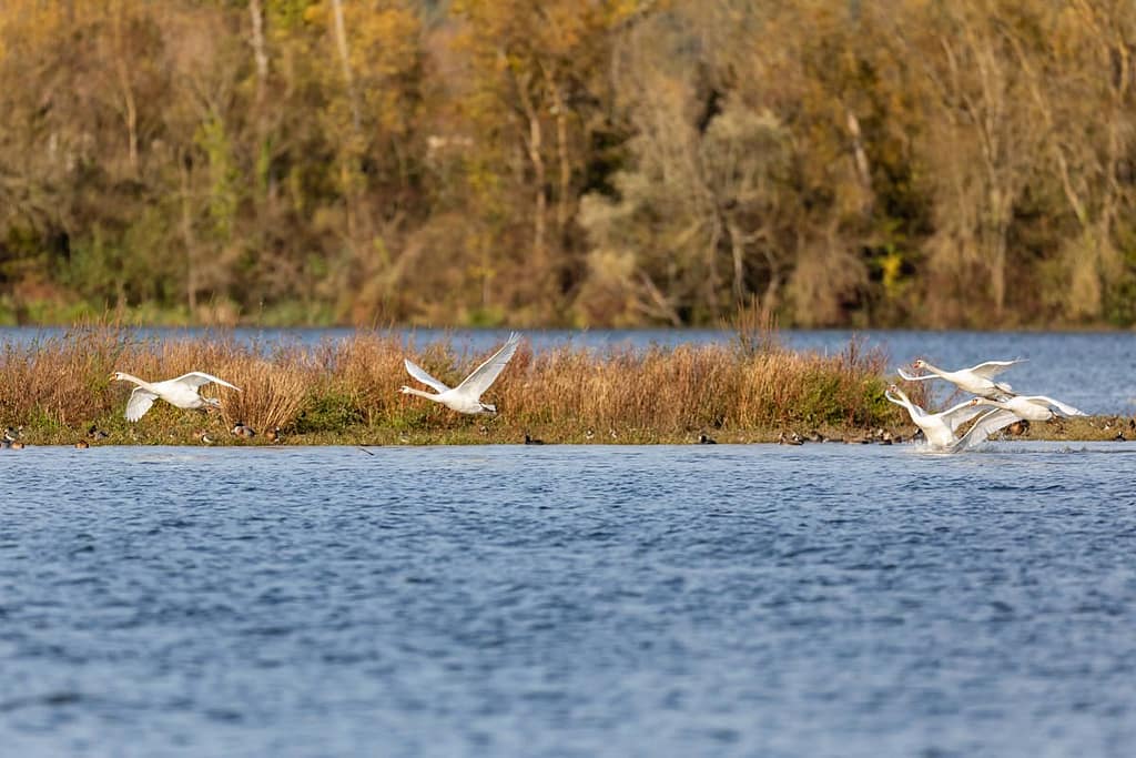 Cygnus olor, Knobbelzwanen