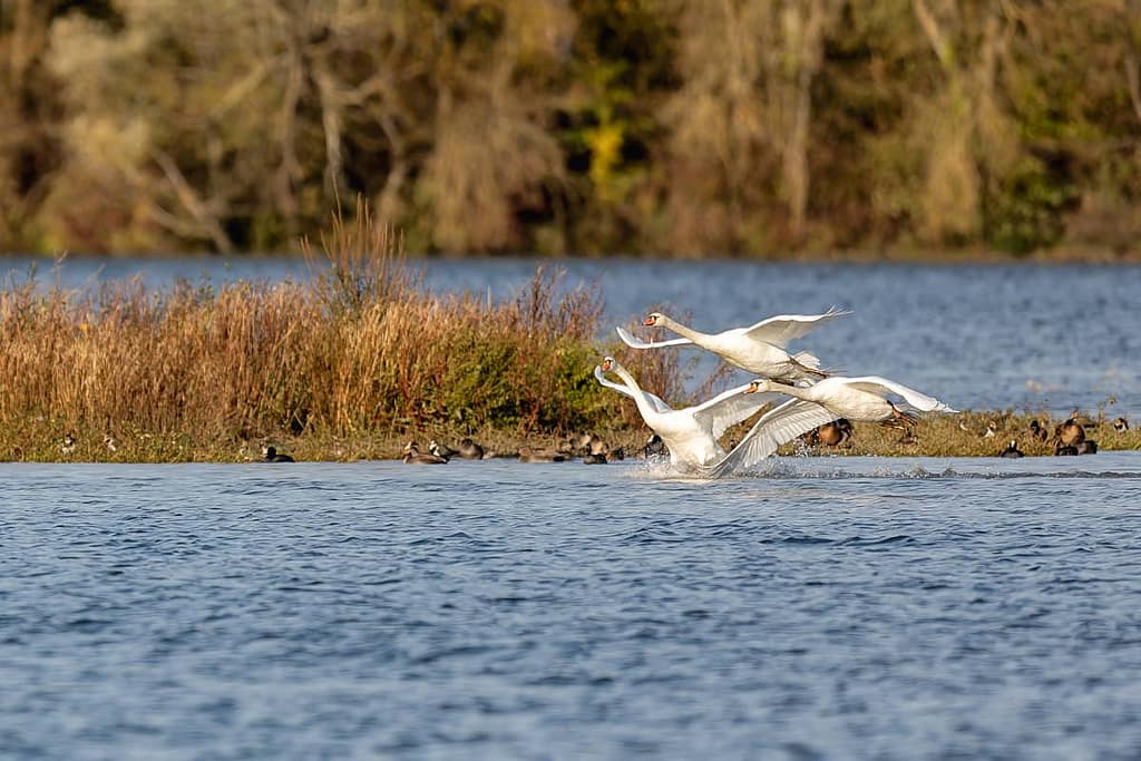 Cygnus olor, Knobbelzwanen