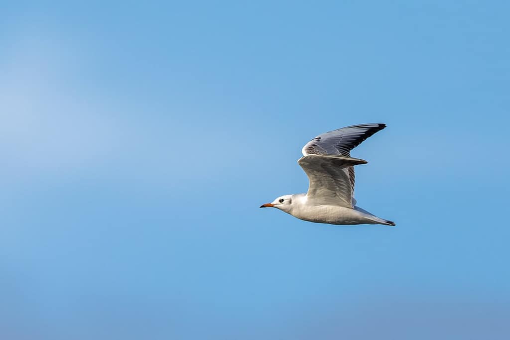 Chroicocephalus ridibundus, Kokmeeuw