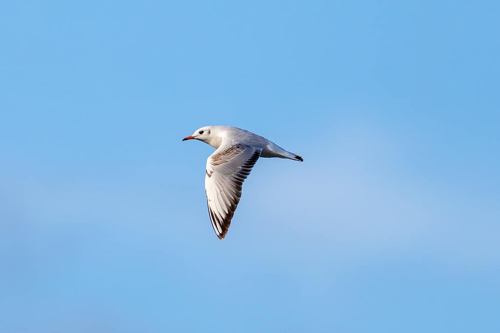 Chroicocephalus ridibundus, Kokmeeuw