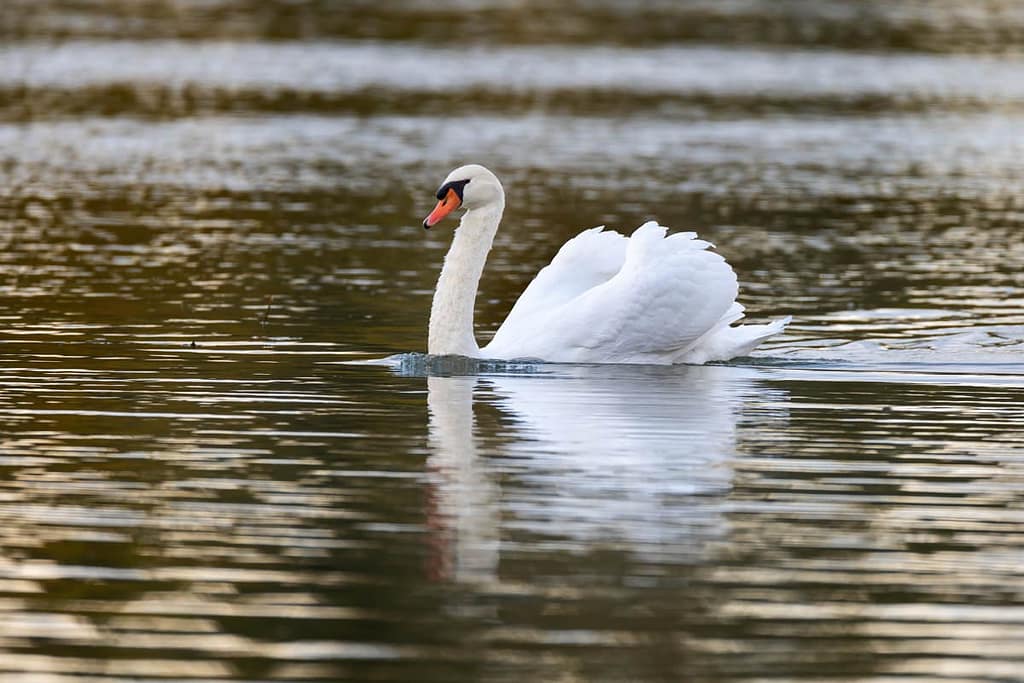Cygnus Olor knobbelzwaan