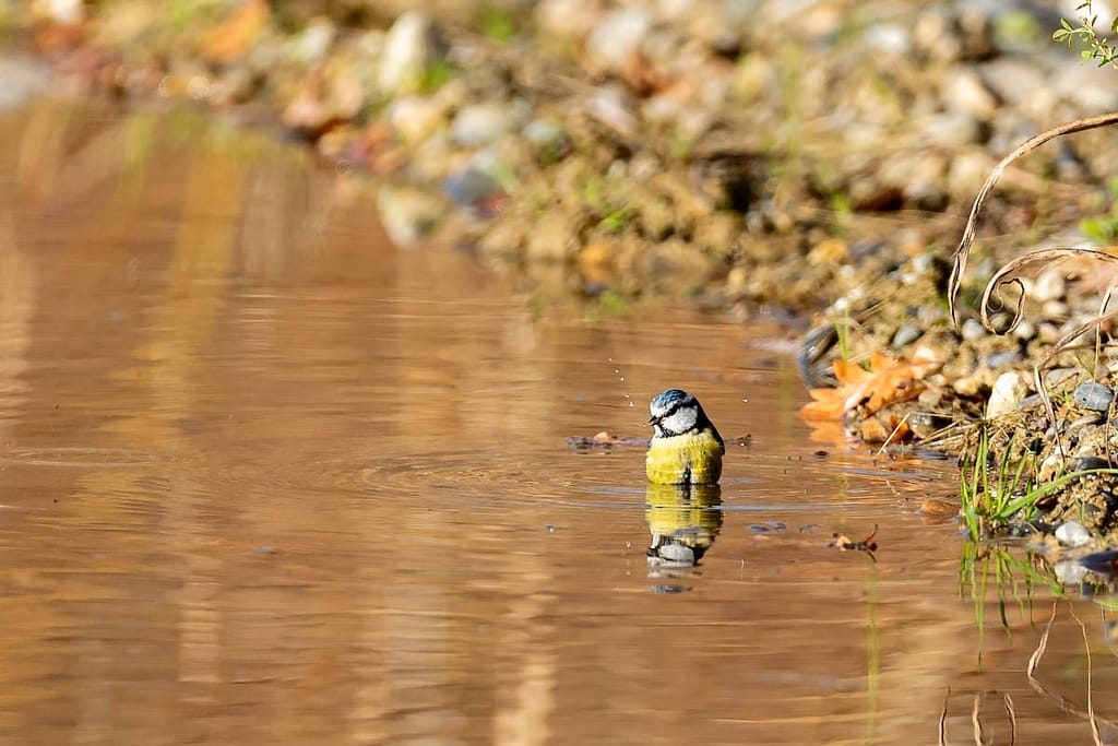 Cyanistes caeruleus, Pimpelmees