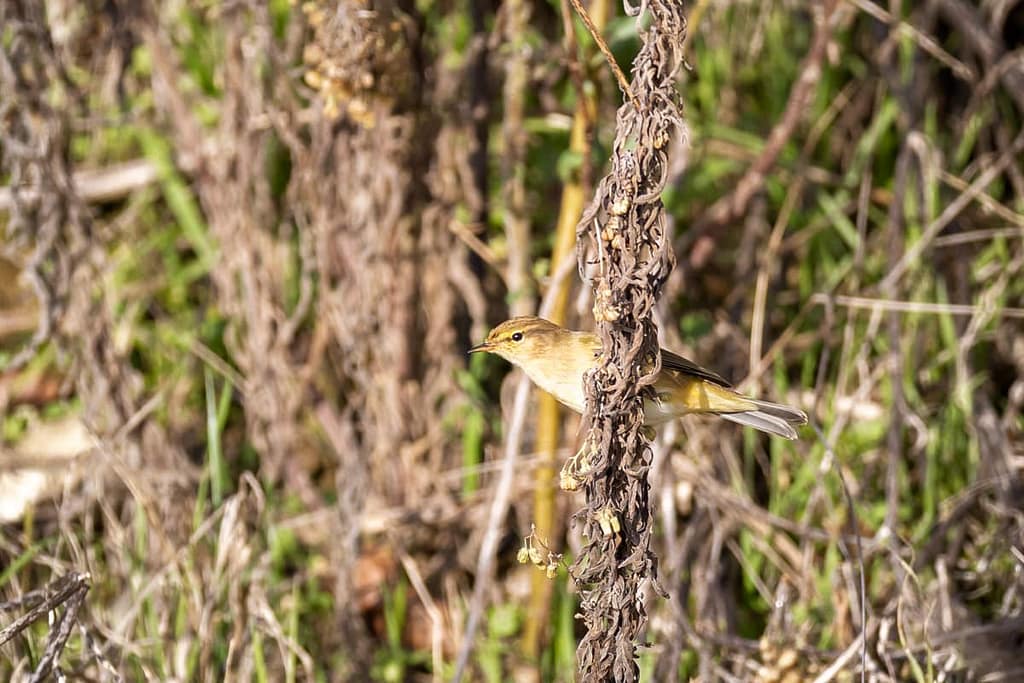 Phylloscopus collybita, Tjiftjaf