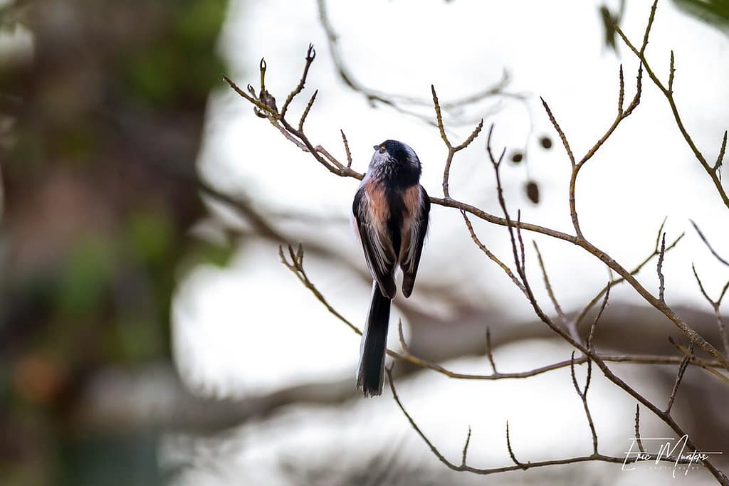 Aegithalos caudatus, Staartmees