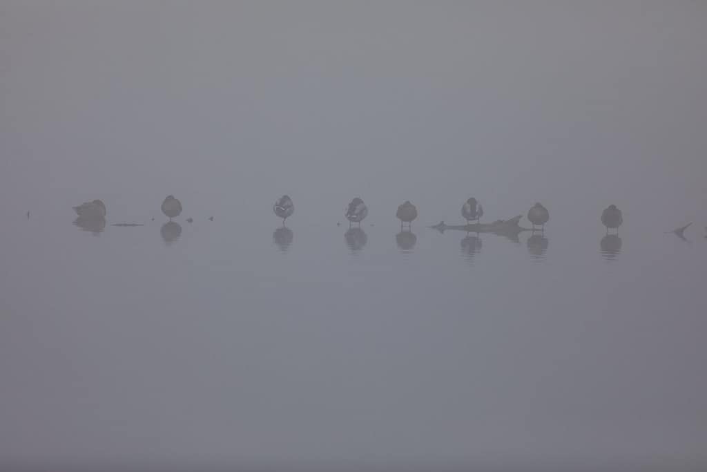Groep vogels in de mist