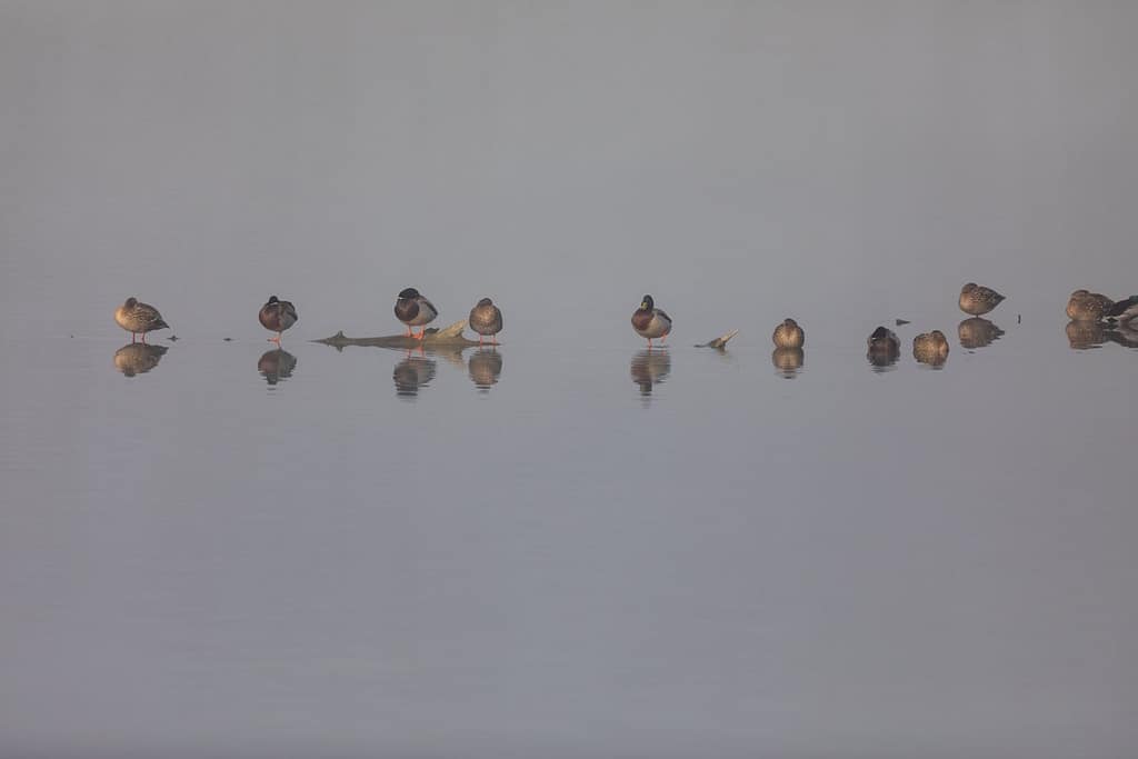 Groep vogels in de mist