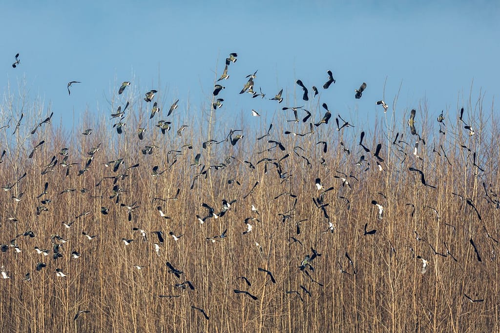 Vanellus vanellus, Kievieten