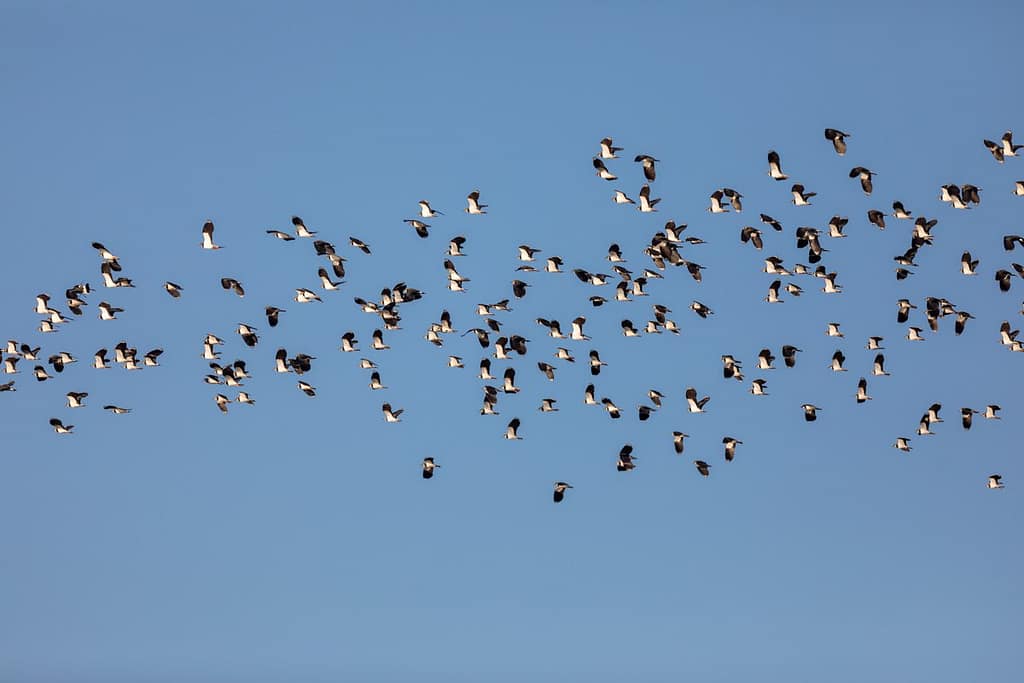 Vanellus vanellus, Kievieten