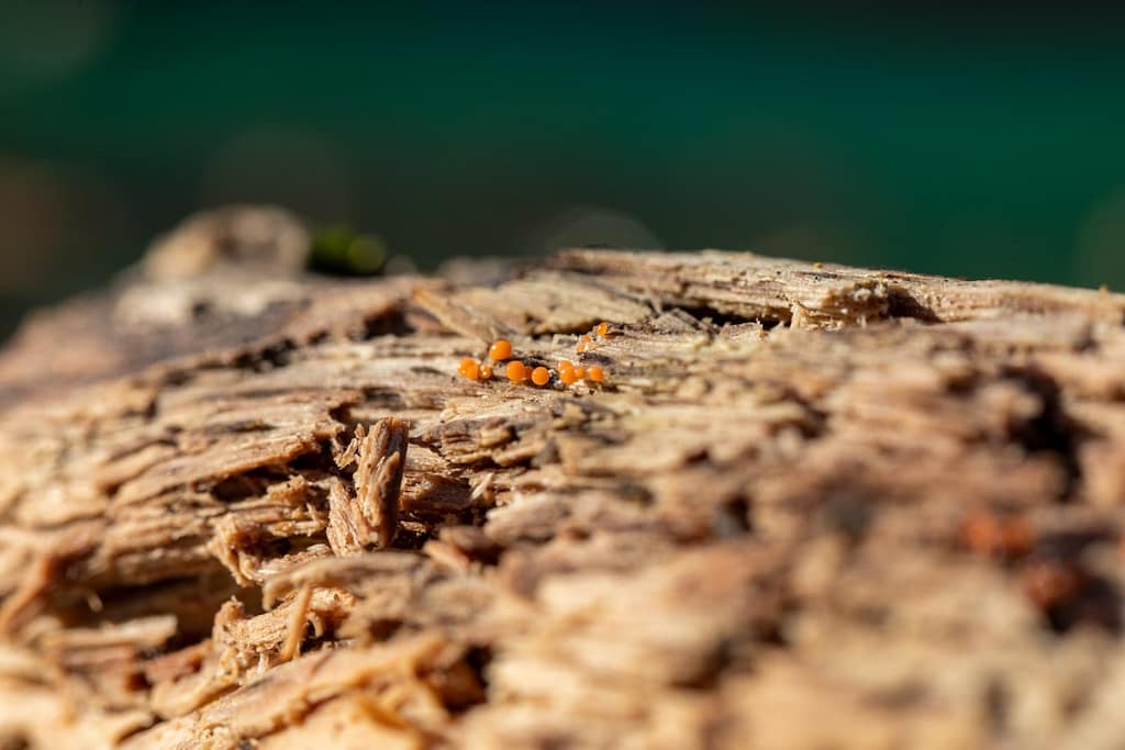 Trichia decipiens sp olivacea