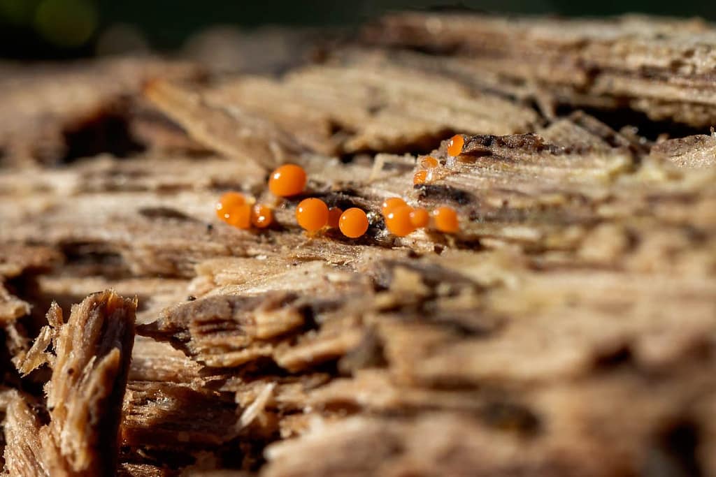 Trichia decipiens sp olivacea