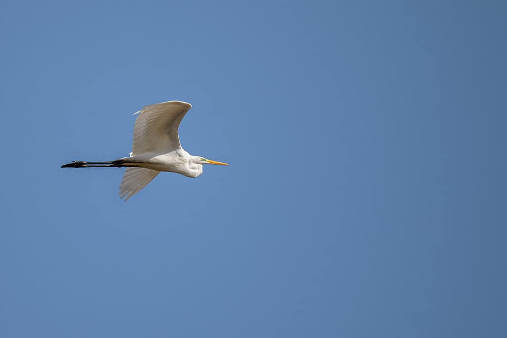 Ardea alba, Grote zilverreiger