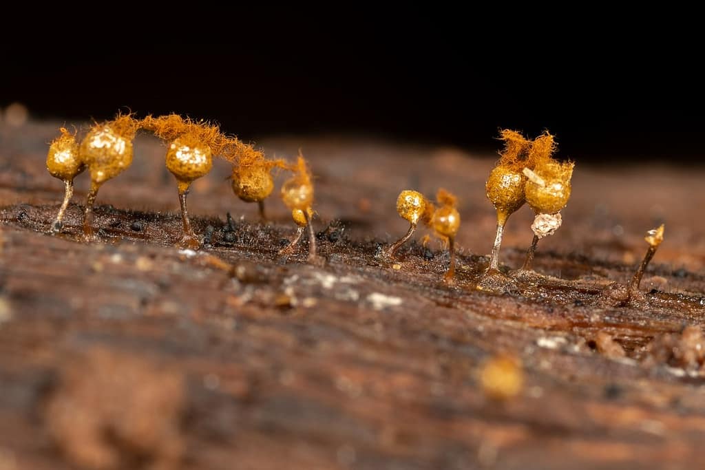 Hemitrichia calyculata