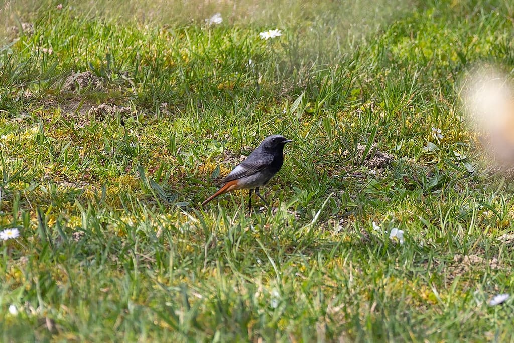 Phoenicurus ochruros, Zwarte roodstaart