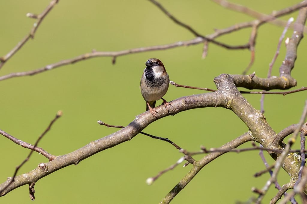 Passer domesticus, Huismus