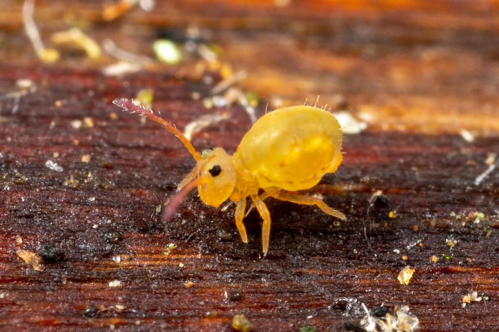 Dicyrtomina signata