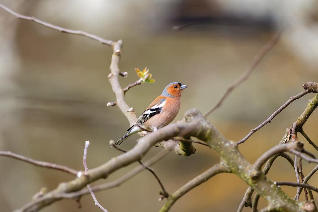 Fringilla coelebs, Vink