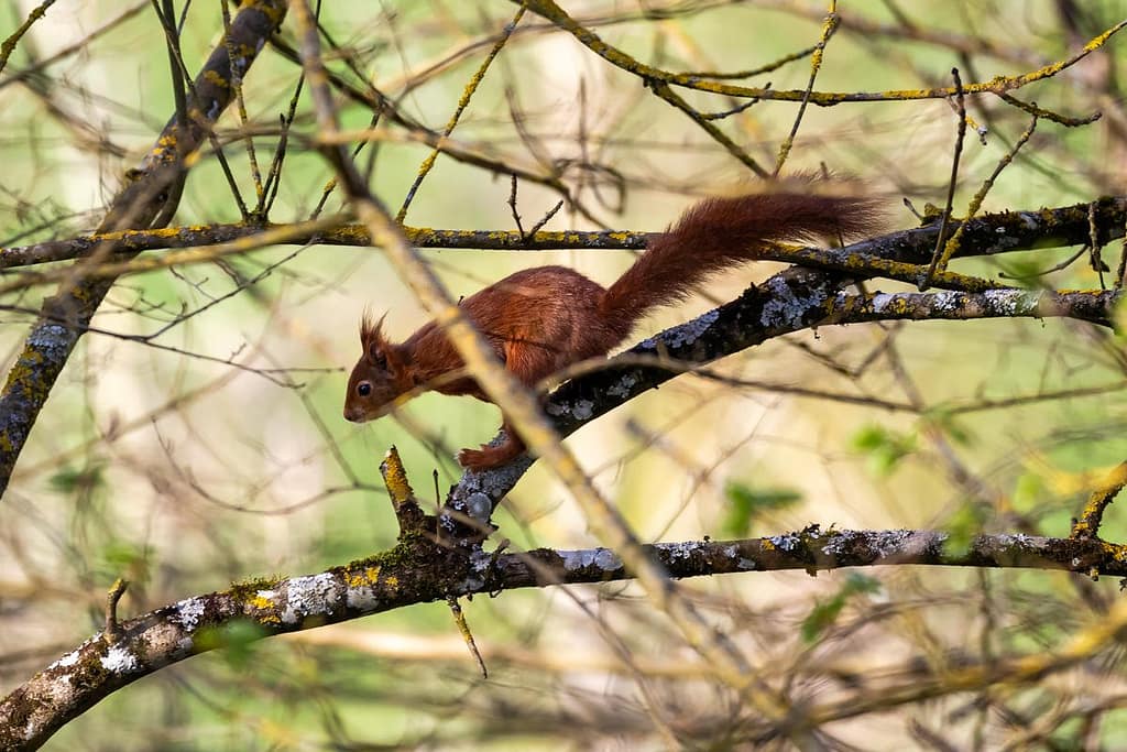 Sciurus vulgaris, eekhoorn