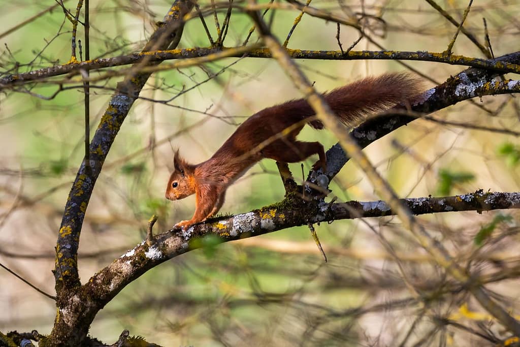 Sciurus vulgaris, eekhoorn