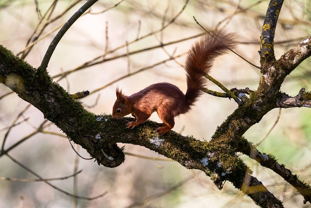 Sciurus vulgaris, eekhoorn