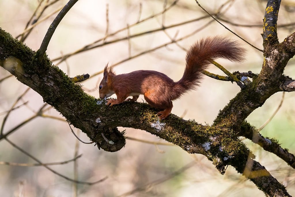 Sciurus vulgaris, eekhoorn