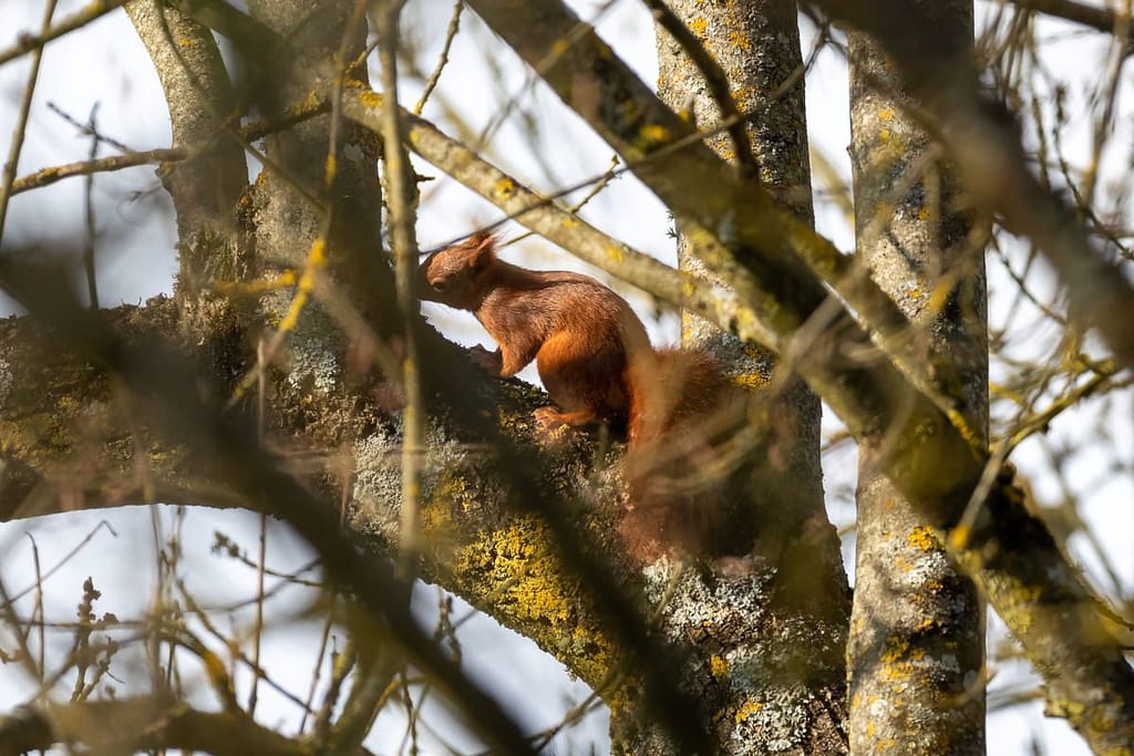 Sciurus vulgaris, eekhoorn