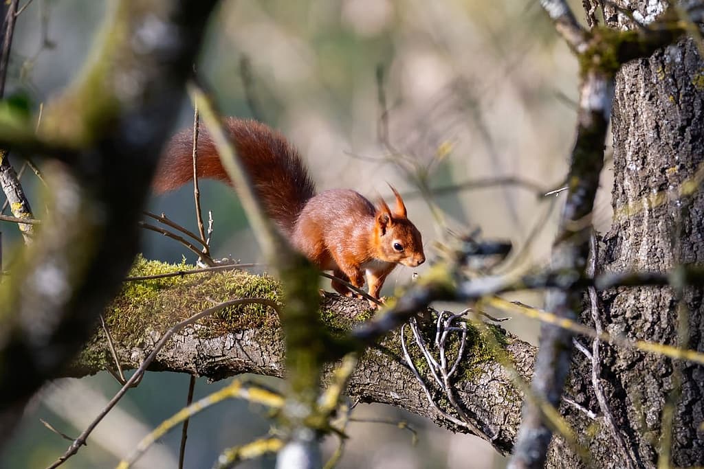 Sciurus vulgaris, eekhoorn