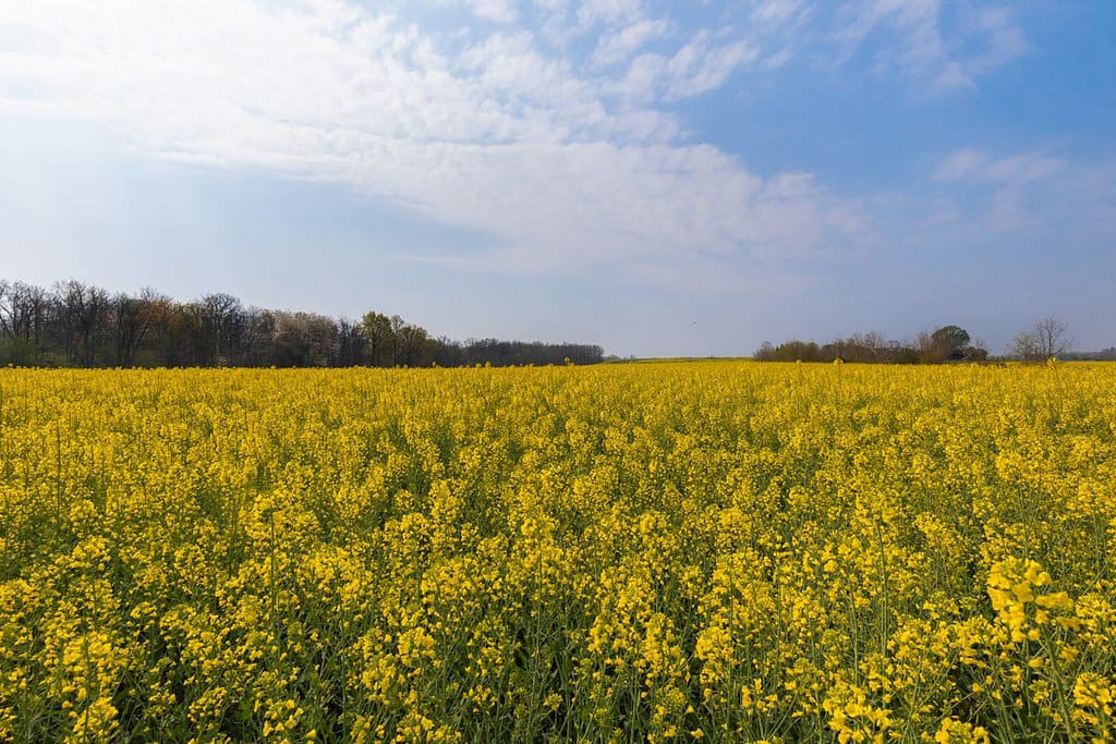 Brassica napus, koolzaad