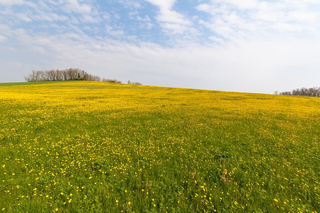 Taraxacum officinale, paardenbloem