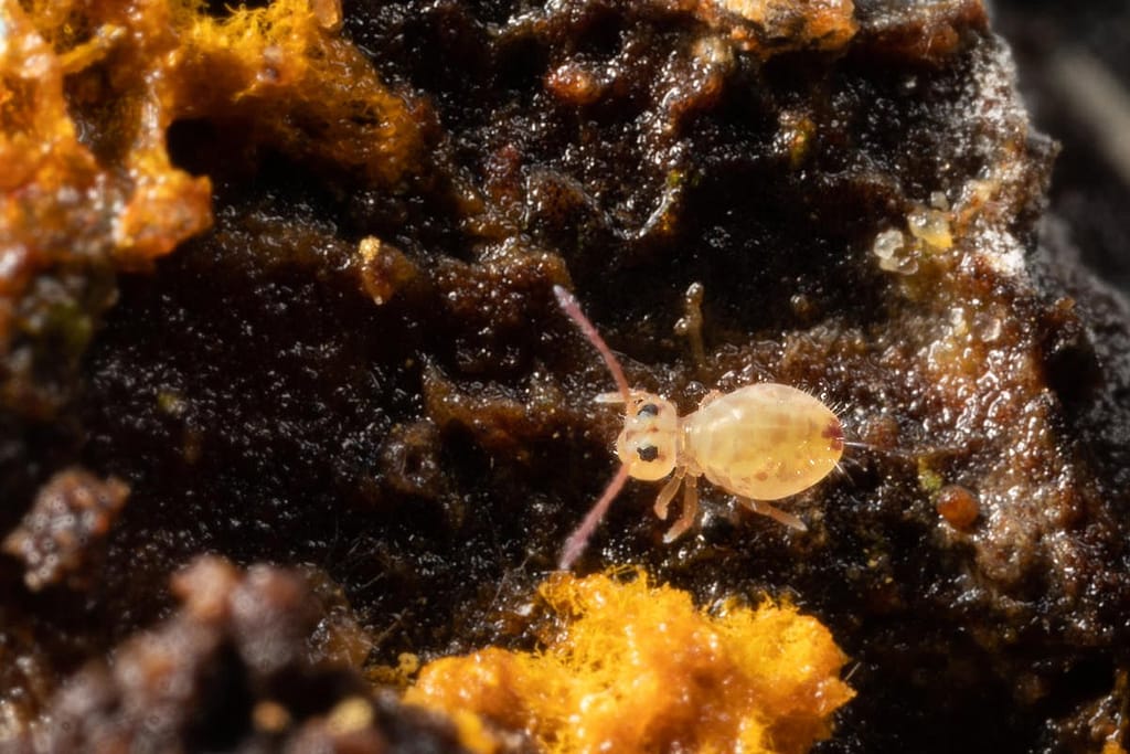 Dicyrtomina signata
