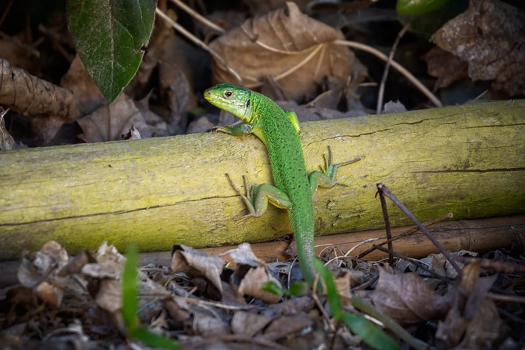 Lacerta bilineata, Westelijke smaragdhagedis