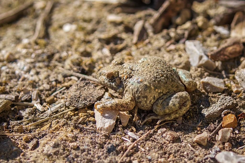 Bufo bufo, Gewone pad