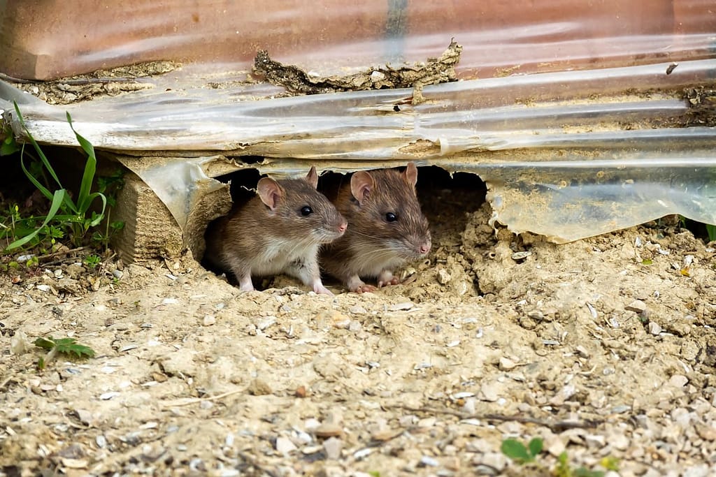 Rattus norvegicus, Bruine rat