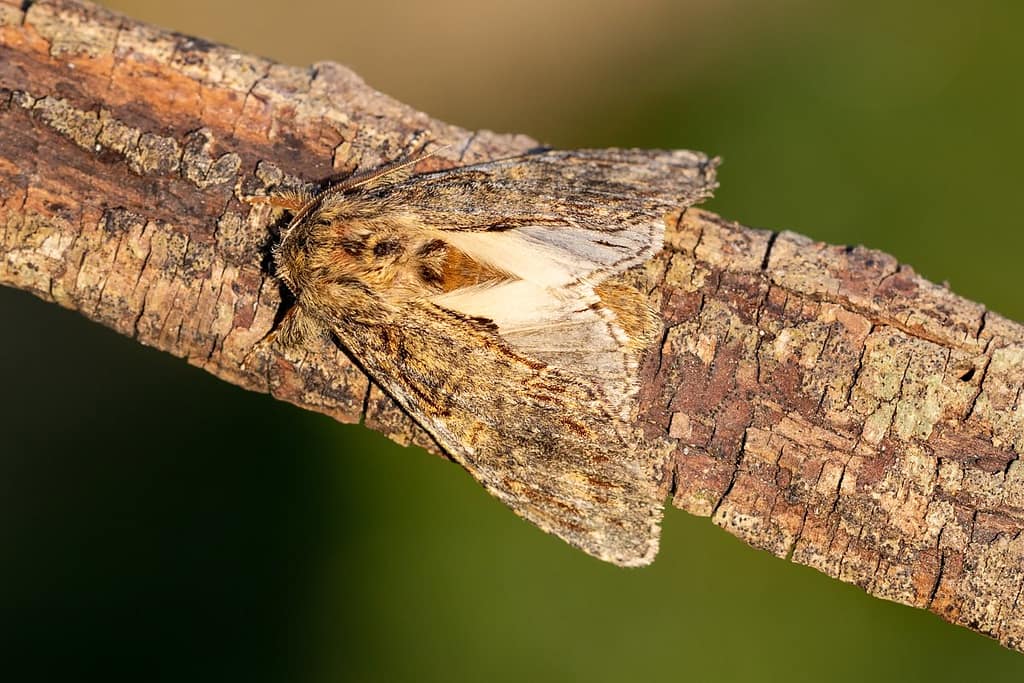 Peridea Anceps, Eikentandvlinder