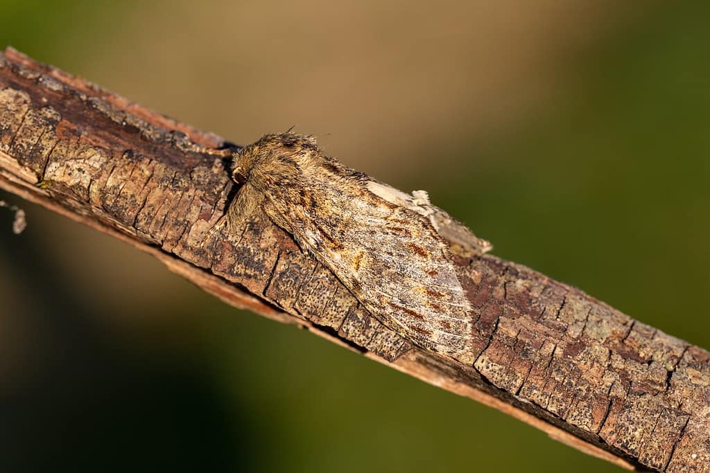 Peridea Anceps, Eikentandvlinder