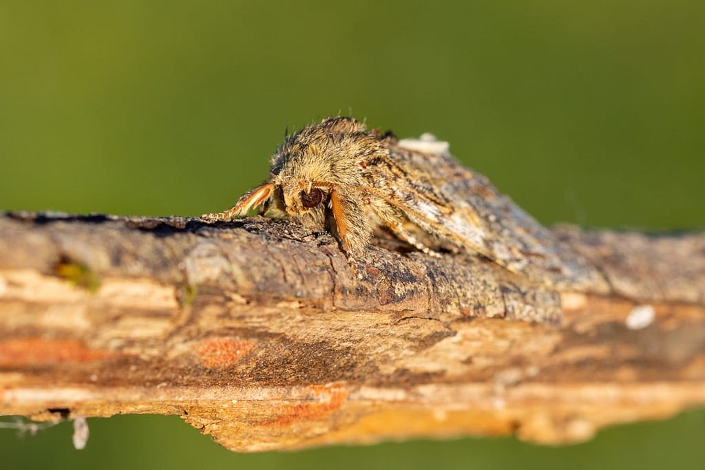 Peridea Anceps, Eikentandvlinder