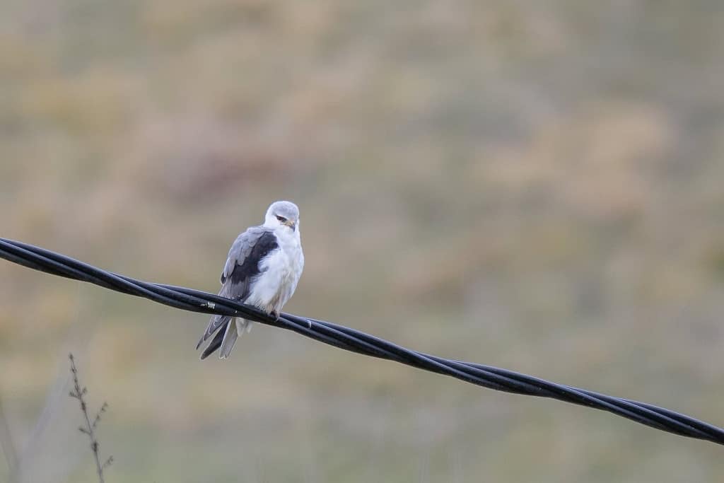 Elanus caeruleus, Grijze wouw