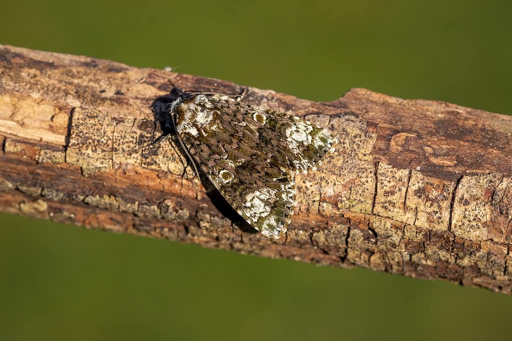 Craniophora ligustri, Schedeldrager