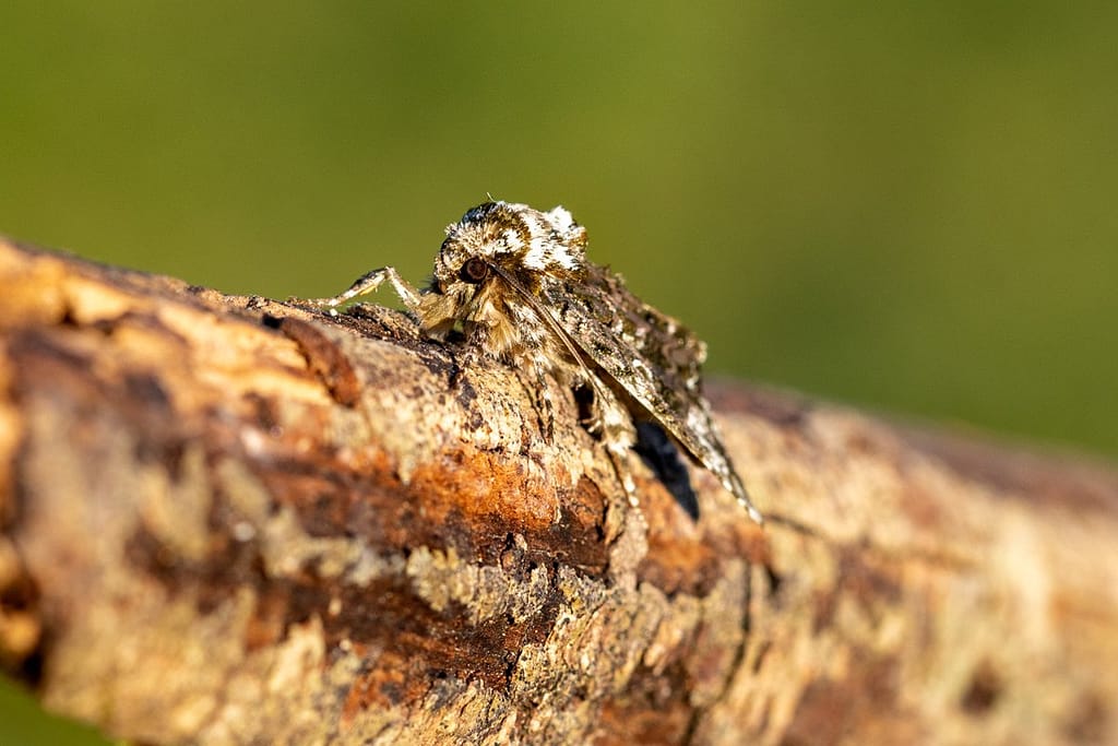 Craniophora ligustri, Schedeldrager