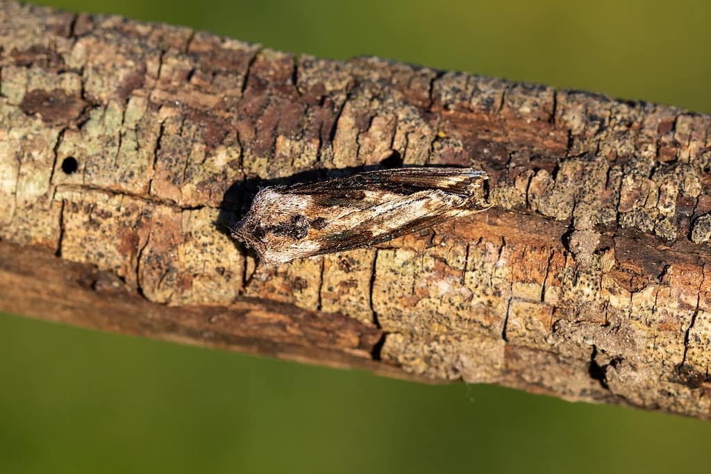 Egira conspicillaris, Brildrager